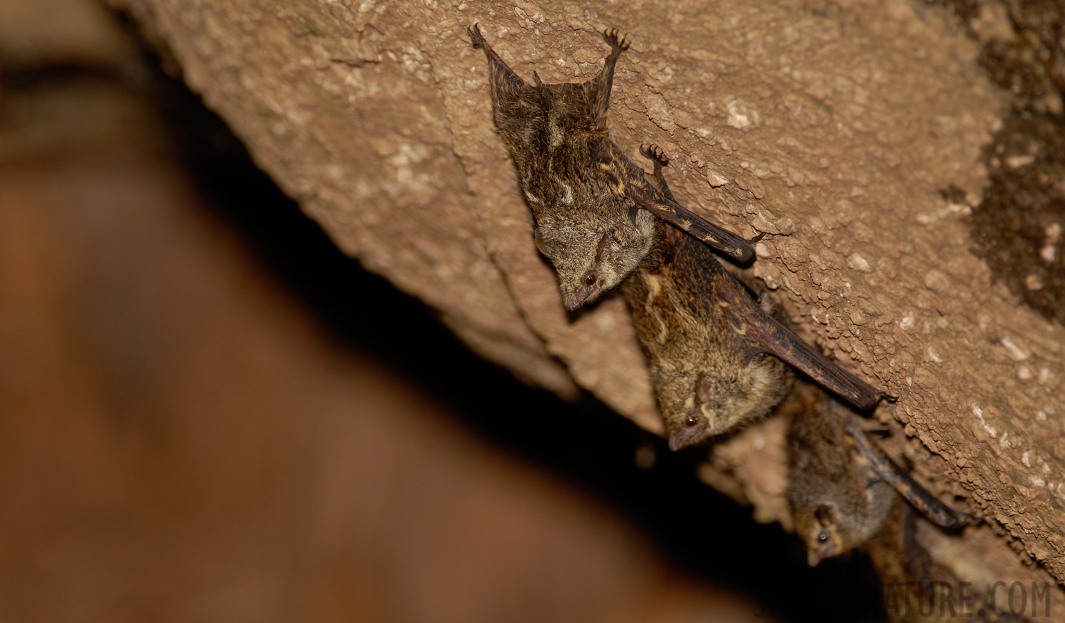 Rhynchonycteris naso [400 mm, 1/60 sec at f / 5.0, ISO 200]